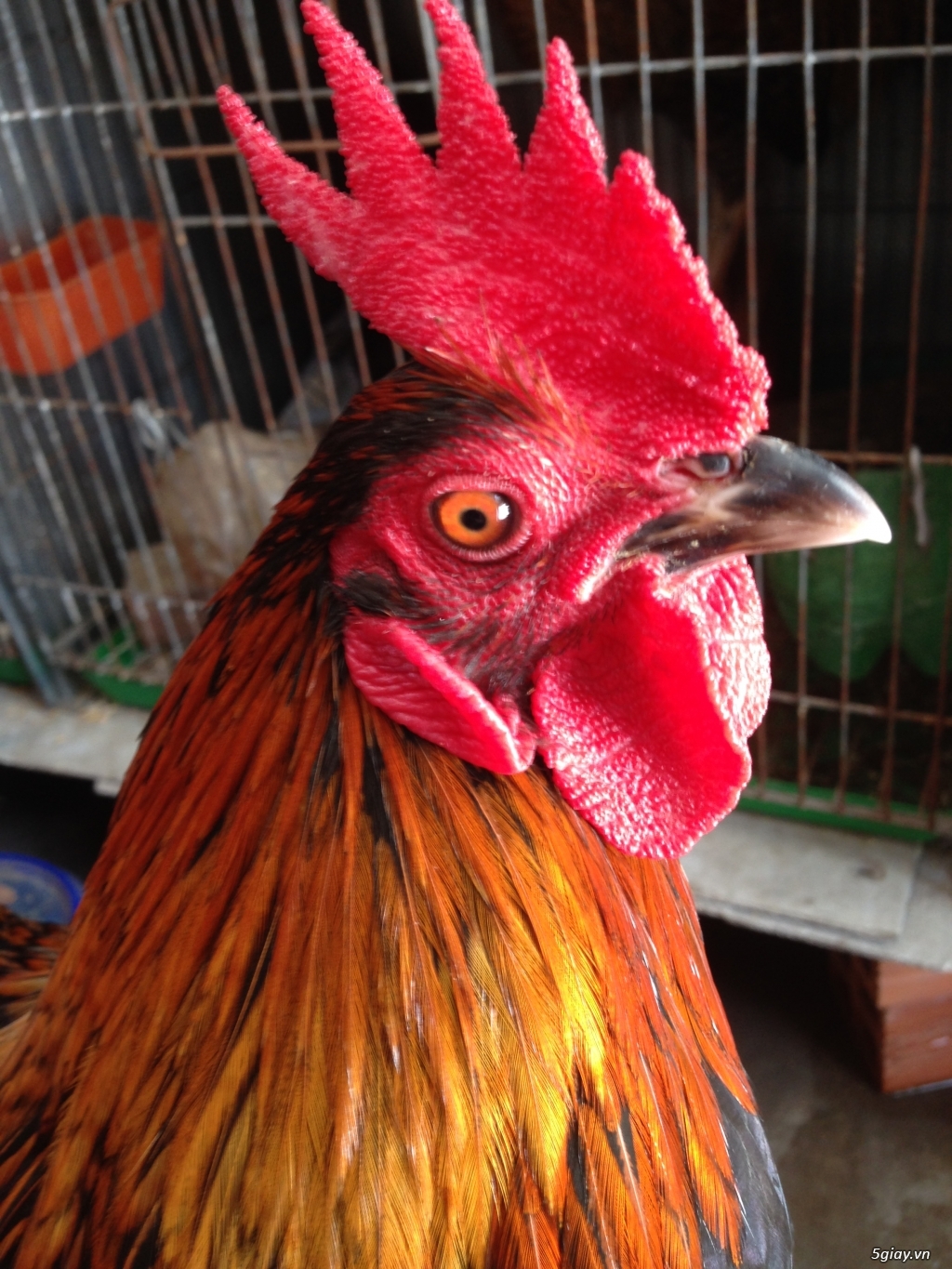 Bán gà tre a 7 - 13