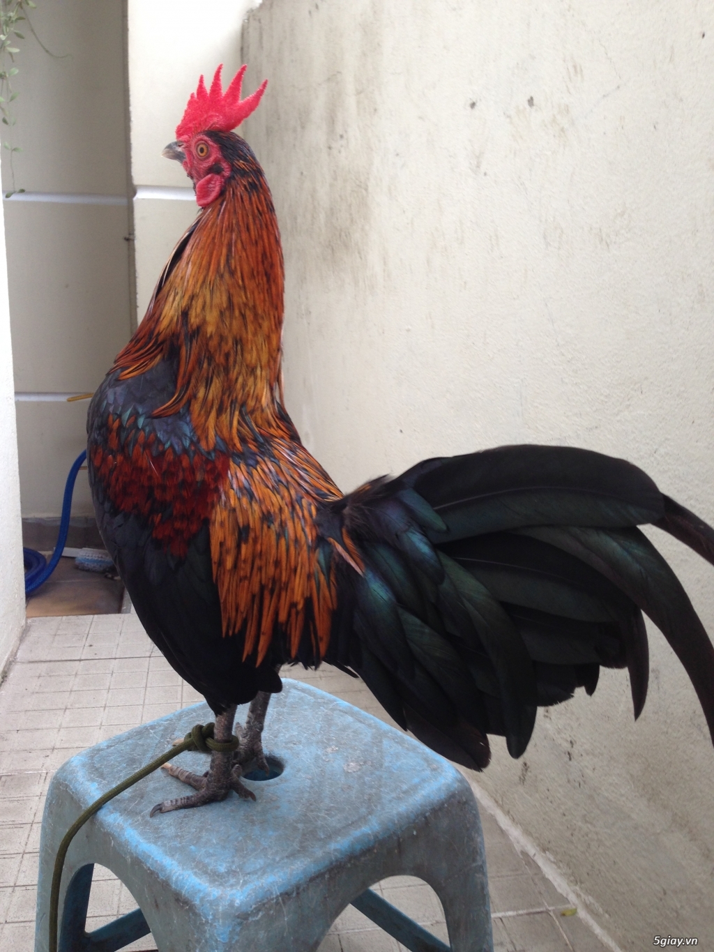 Bán gà tre a 7 - 14