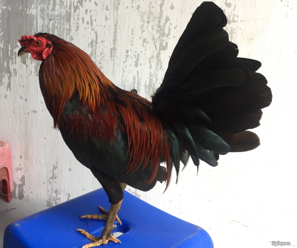Gò Vấp , Bán Khét Siu Mỹ - max trạng 1kg - 1k1 .
