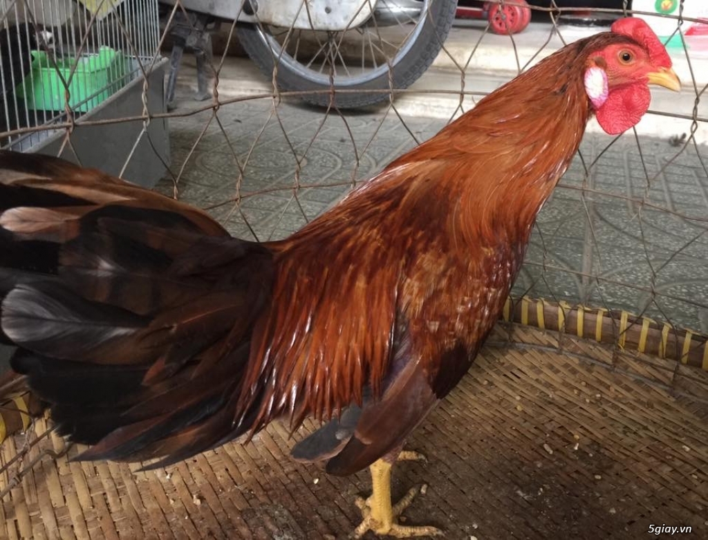 Gò Vấp , Bán Khét Siu Mỹ - max trạng 1kg - 1k1 .