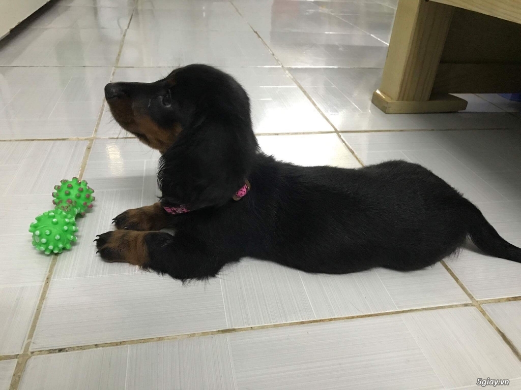 Hcm- Tìm nhà mới cho e lạp xưởng 2,5 tháng