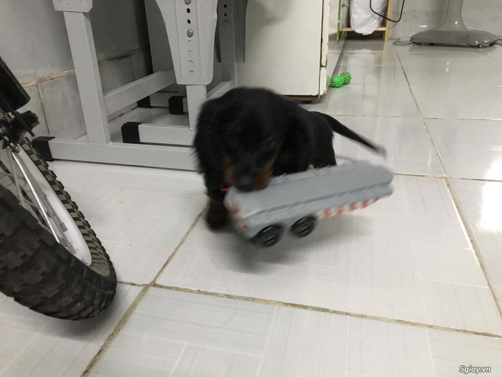 Hcm- Tìm nhà mới cho e lạp xưởng 2,5 tháng - 2