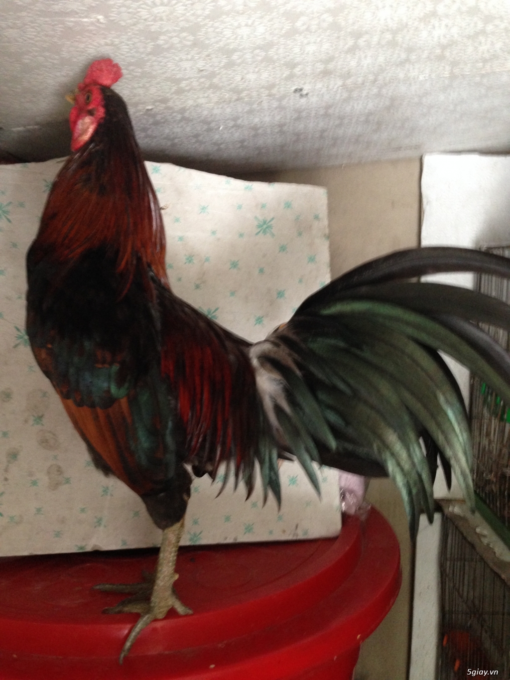 Bán gà tre a 7 - 2