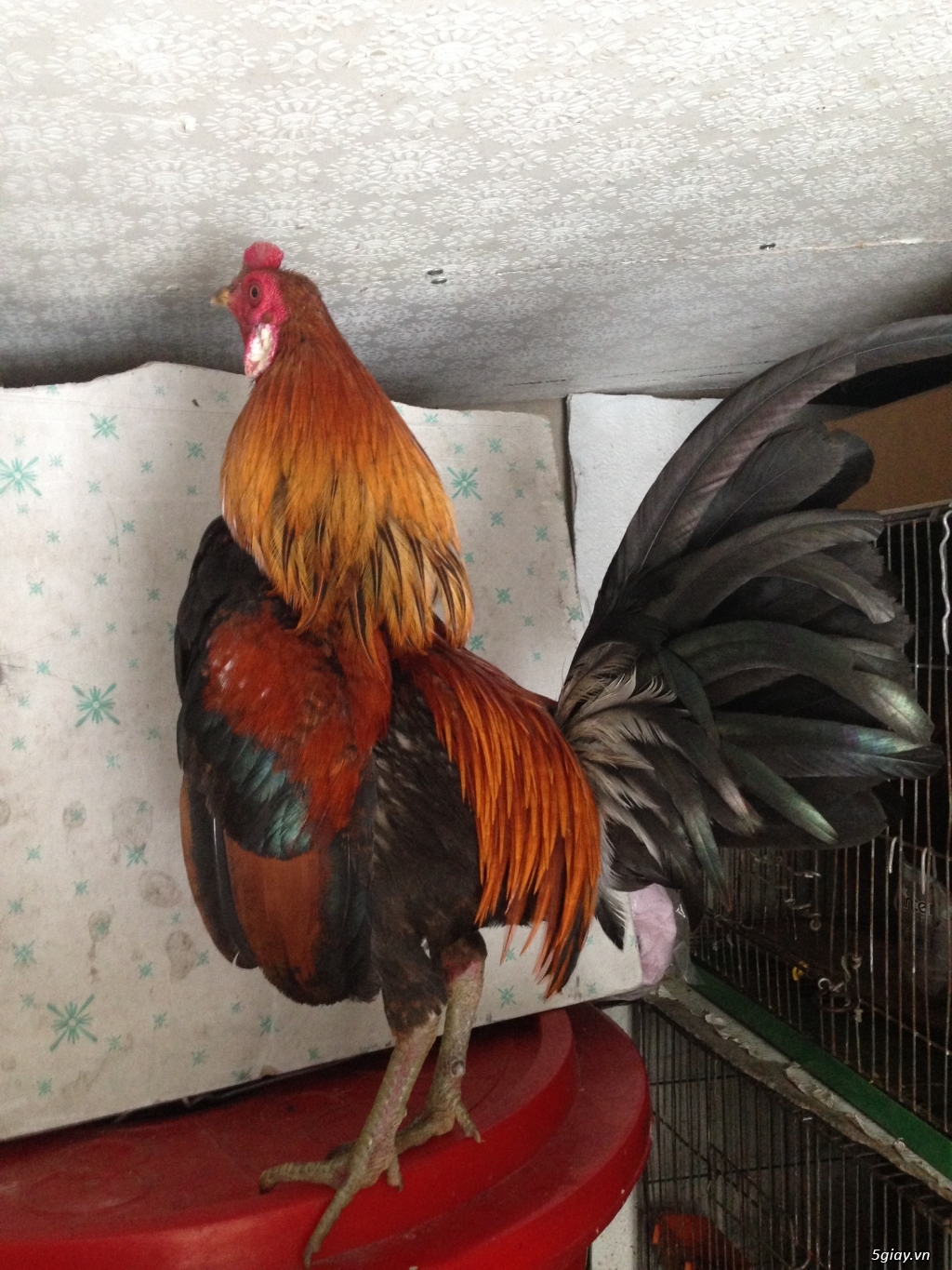 Bán gà tre a 7 - 5