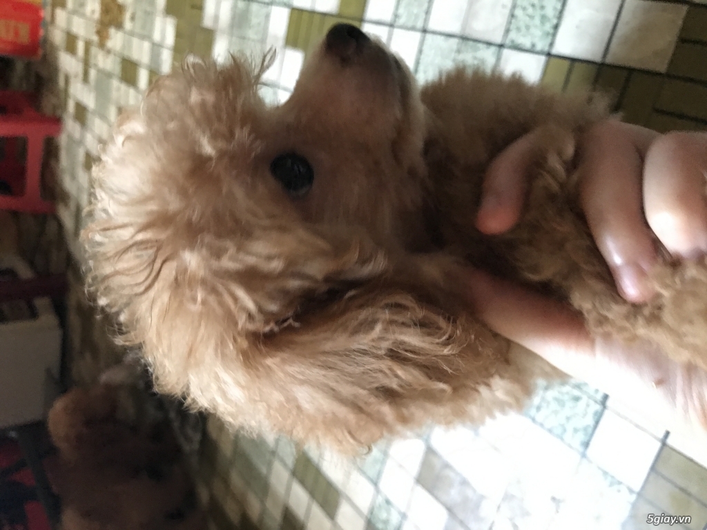 Cần bán gấp Poodle Mini 2 tháng hơn - Đực !!! - 1