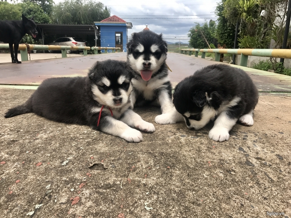 Alaska cái - đen trắng - 1