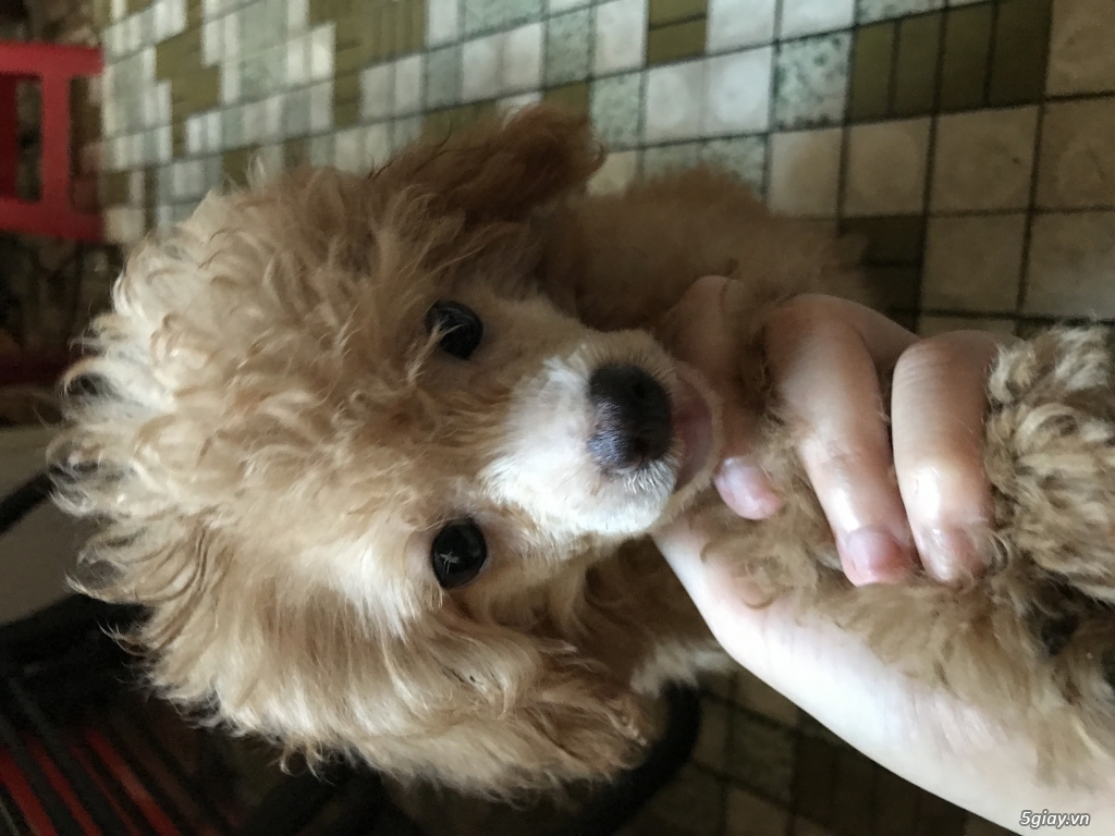 Cần bán gấp Poodle Mini 2 tháng hơn - Đực !!!