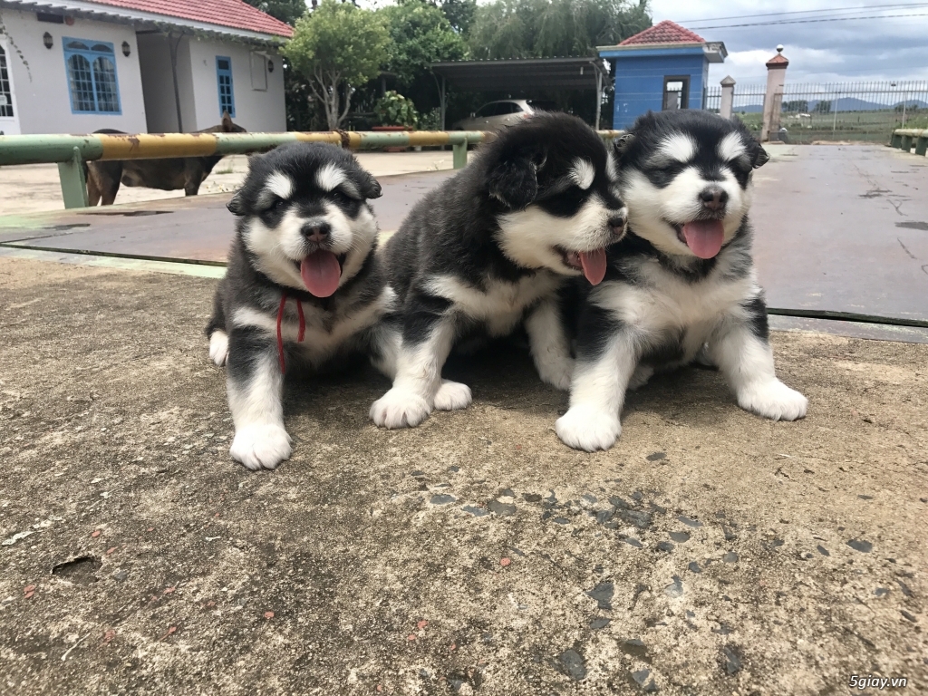 Alaska cái - đen trắng - 2