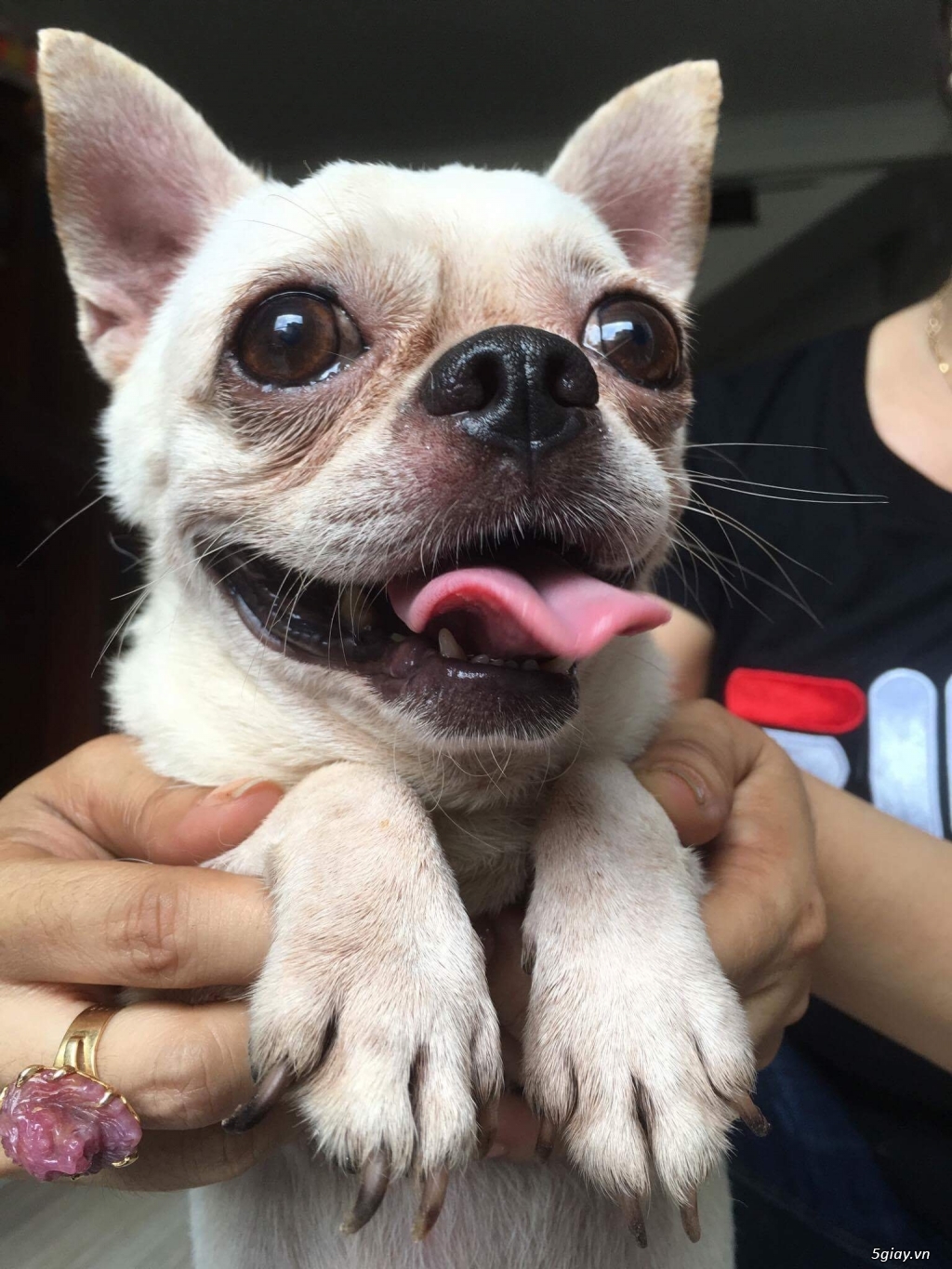 Nhận Phối Giống Chó Chihuahua - 3