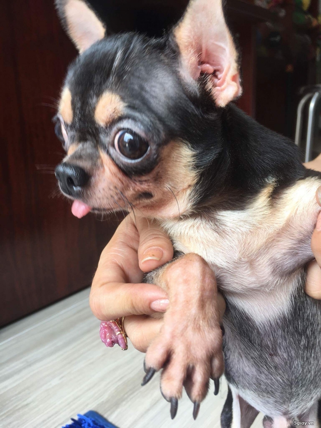 Nhận Phối Giống Chó Chihuahua - 4