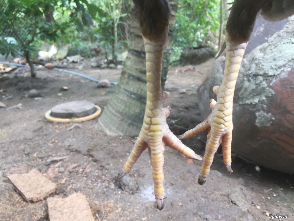Gà tre nhà đổ ( gà đấu) - 5