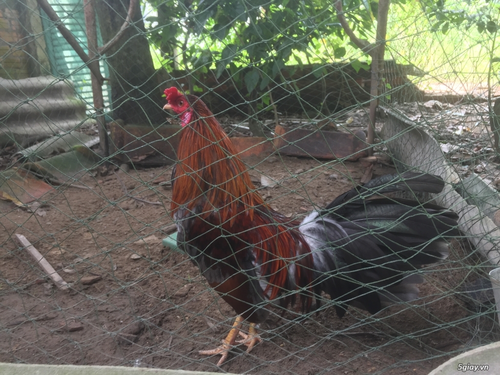 Gà tre nhà đổ ( gà đấu) - 1