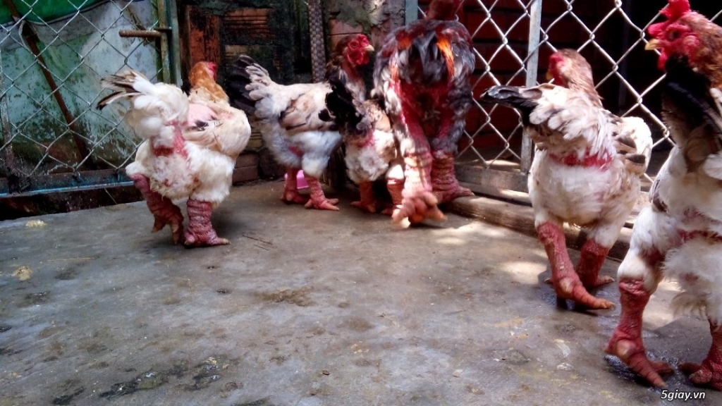 Bán gà đông tảo thuần chủng Cần Thơ