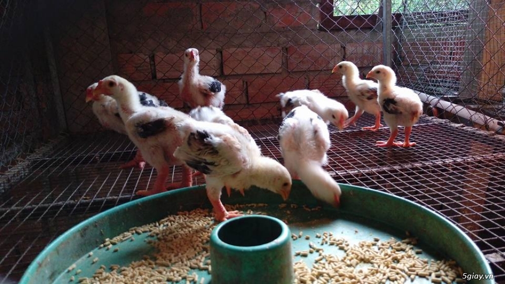 Bán gà đông tảo thuần chủng Cần Thơ - 14