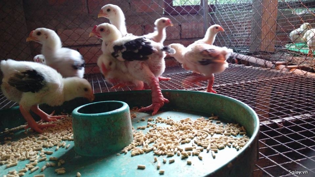 Bán gà đông tảo thuần chủng Cần Thơ - 11
