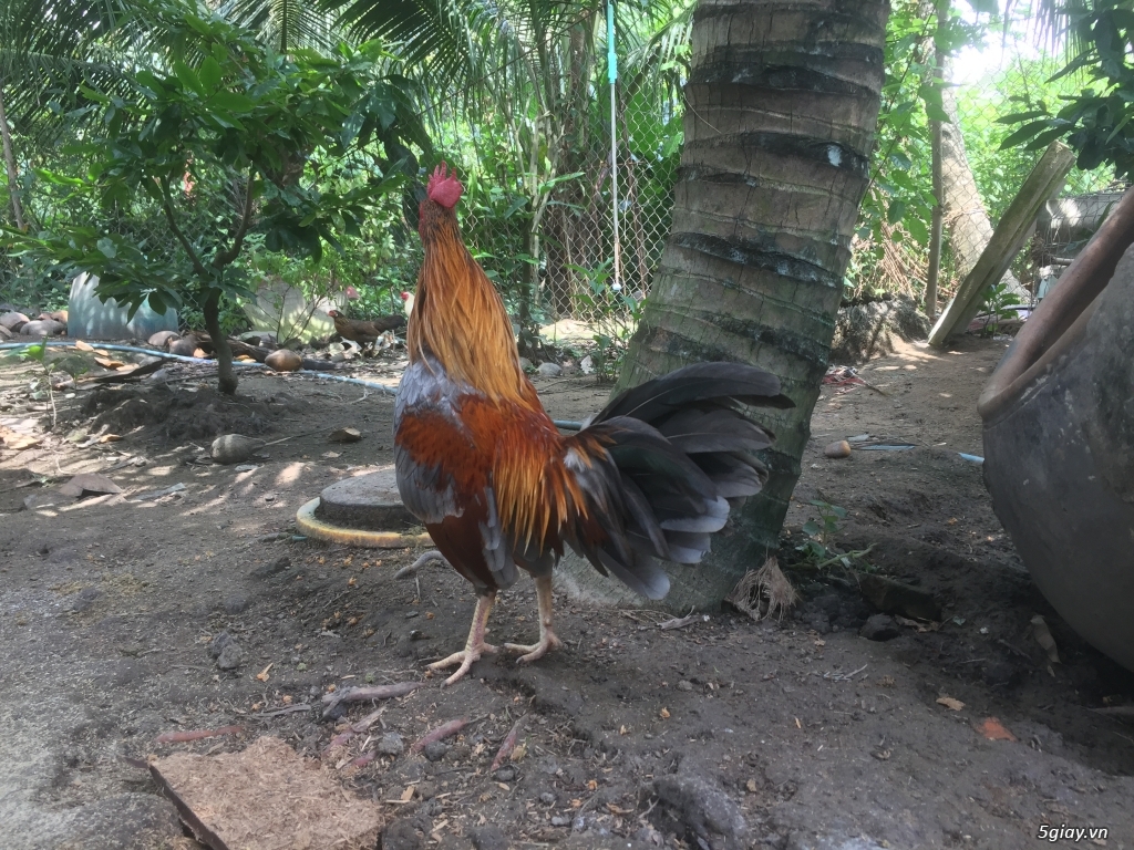 Gà tre nhà đổ ( gà đấu) - 8