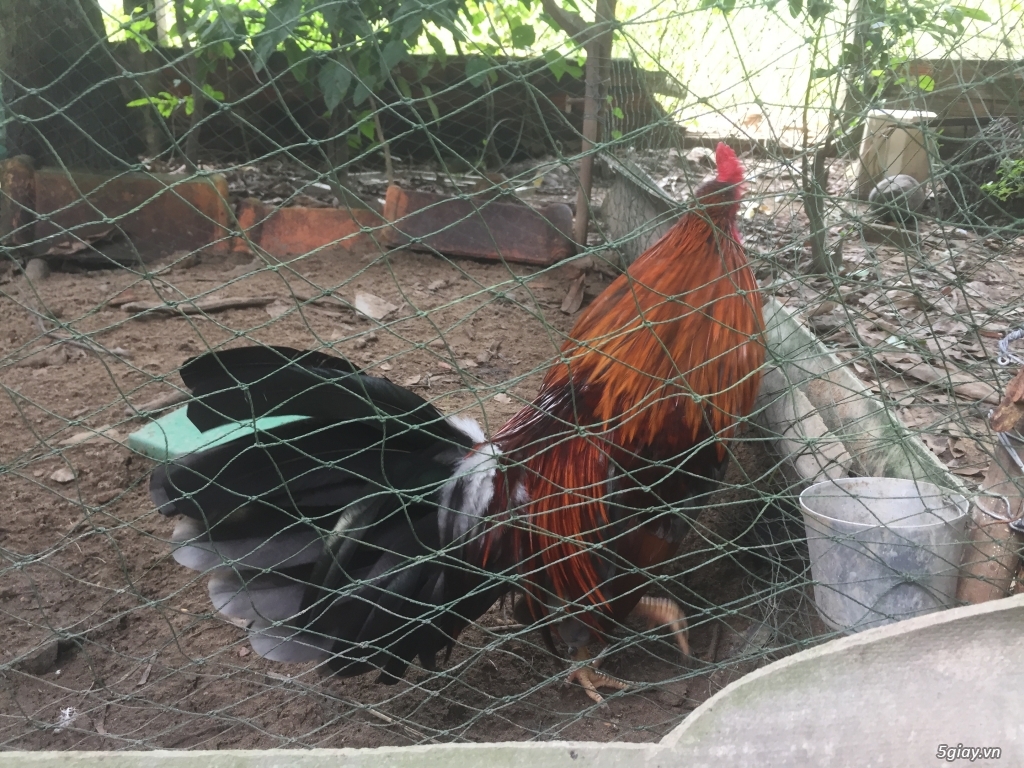 Gà tre nhà đổ ( gà đấu) - 2