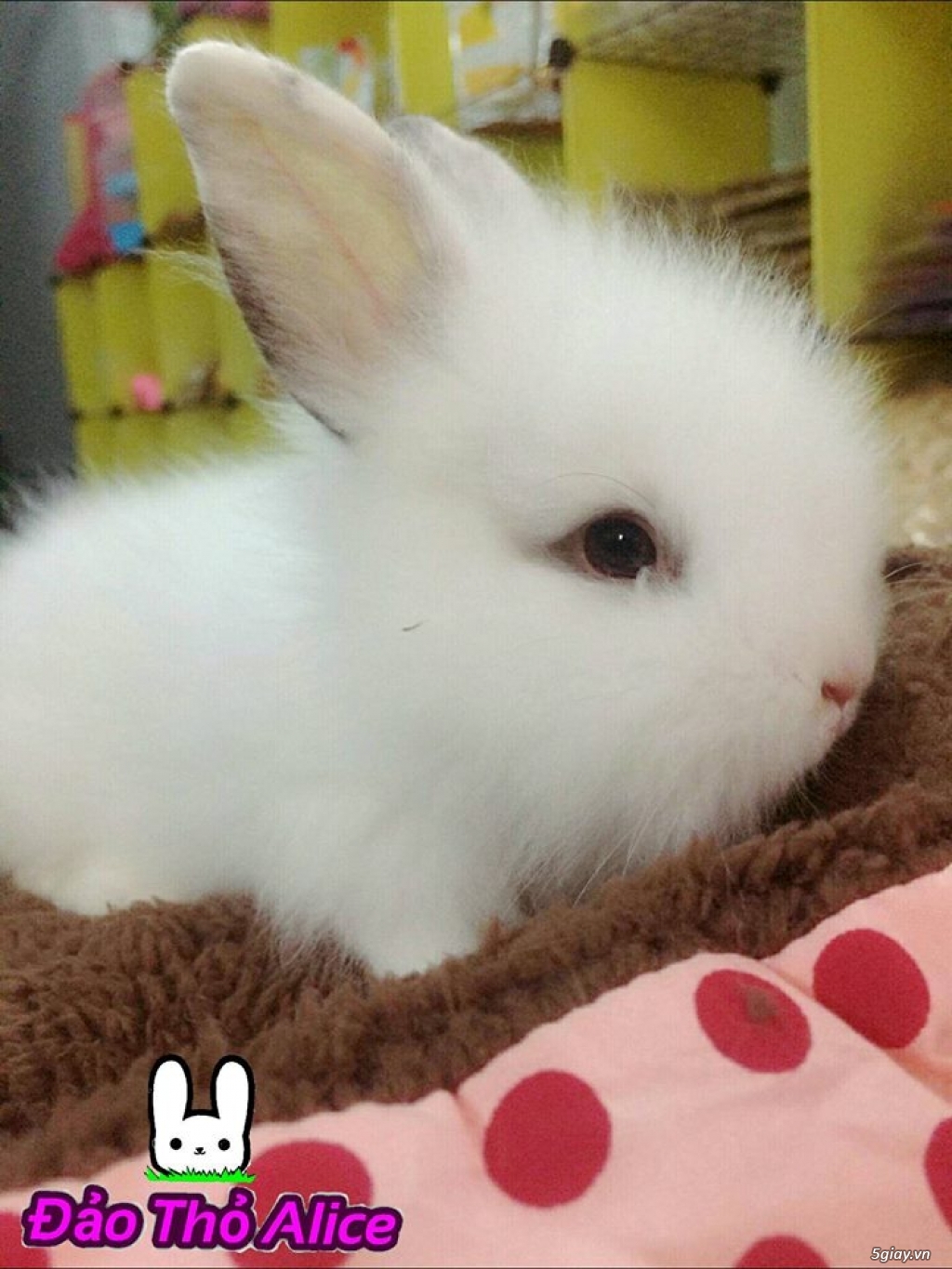 ĐẢO THỎ ALICE - THẾ GIỚI THỎ CƯNG - 2