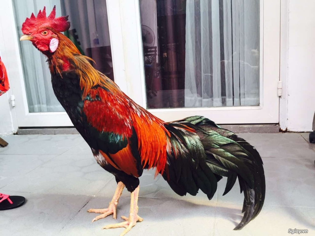 Gà chân vuông răng cưa tiền lớn