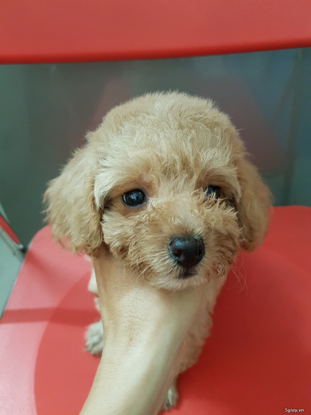 Chó Poodle tiny thuần chủng. - 1