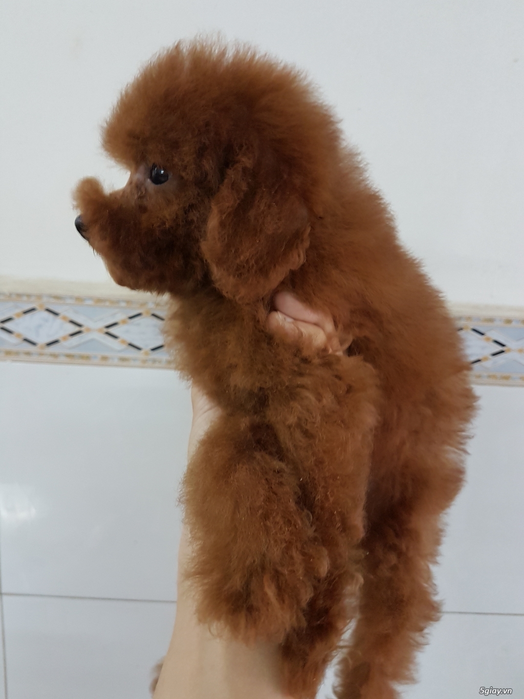 Chó Poodle tiny thuần chủng. - 4