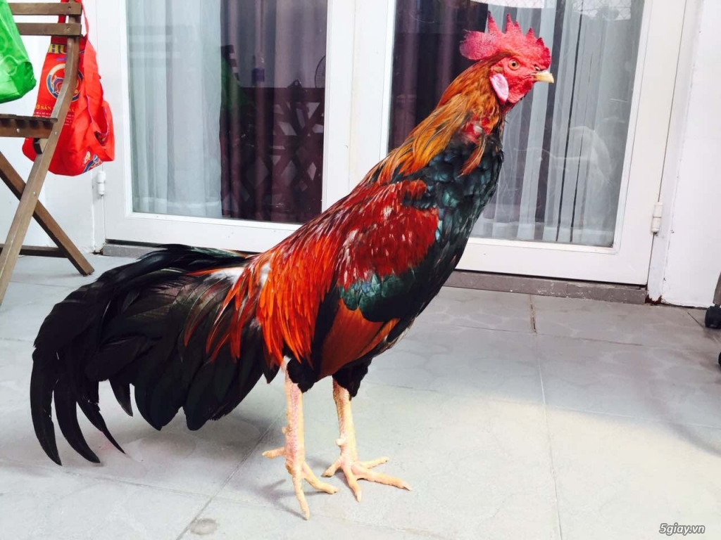 Gà chân vuông răng cưa tiền lớn - 3
