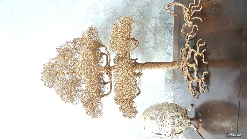 Bonsai Tùng, Bách bằng đồng - 1