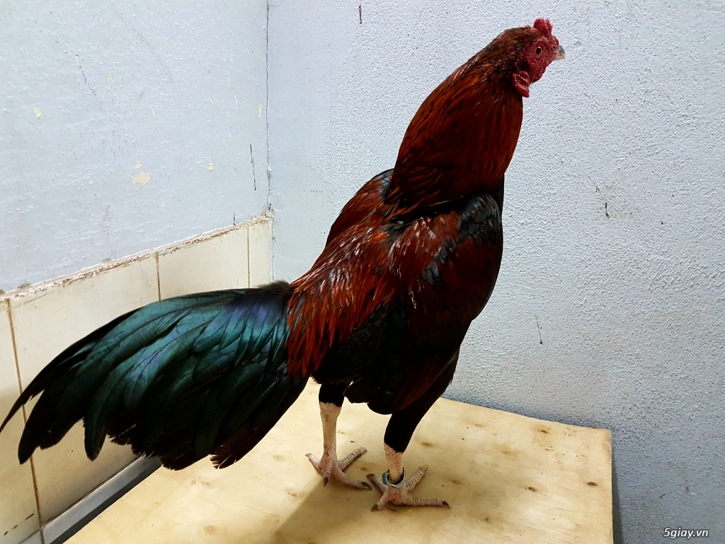 Q12 - Bán gà Mỹ, gà Peru, gà Mỹ lai, gà Peru lai - 15