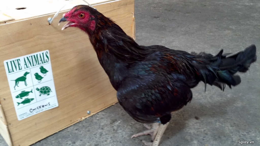 Q12 - Bán gà Mỹ, gà Peru, gà Mỹ lai, gà Peru lai - 13