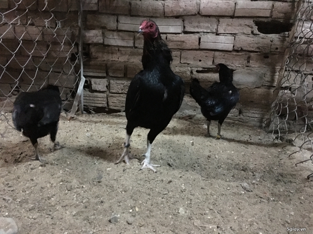 Q12 - Bán gà Mỹ, gà Peru, gà Mỹ lai, gà Peru lai - 12