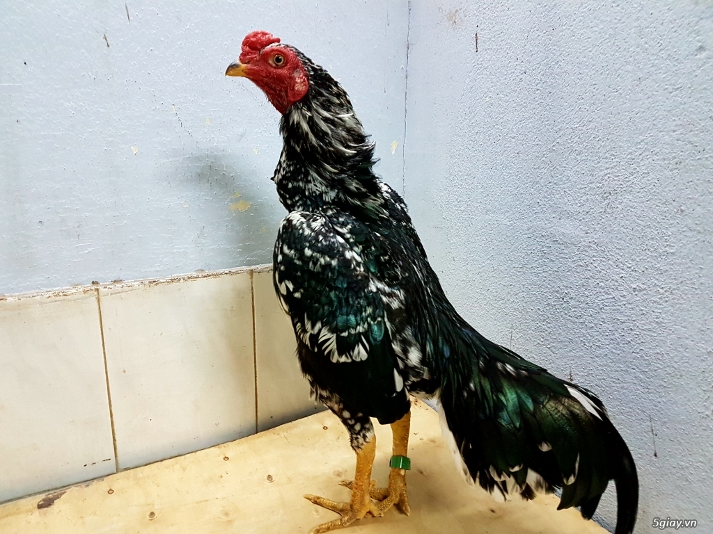 Q12 - Bán gà Mỹ, gà Peru, gà Mỹ lai, gà Peru lai - 16