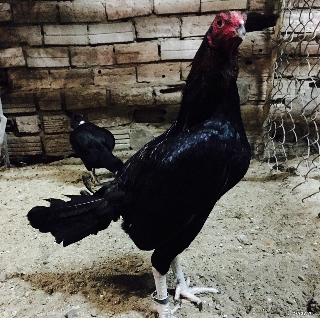 Q12 - Bán gà Mỹ, gà Peru, gà Mỹ lai, gà Peru lai - 11