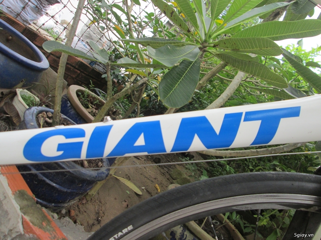 xe road GIANT phuộc carbon - 1