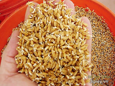 Hạt giống cỏ lúa mỳ - 2
