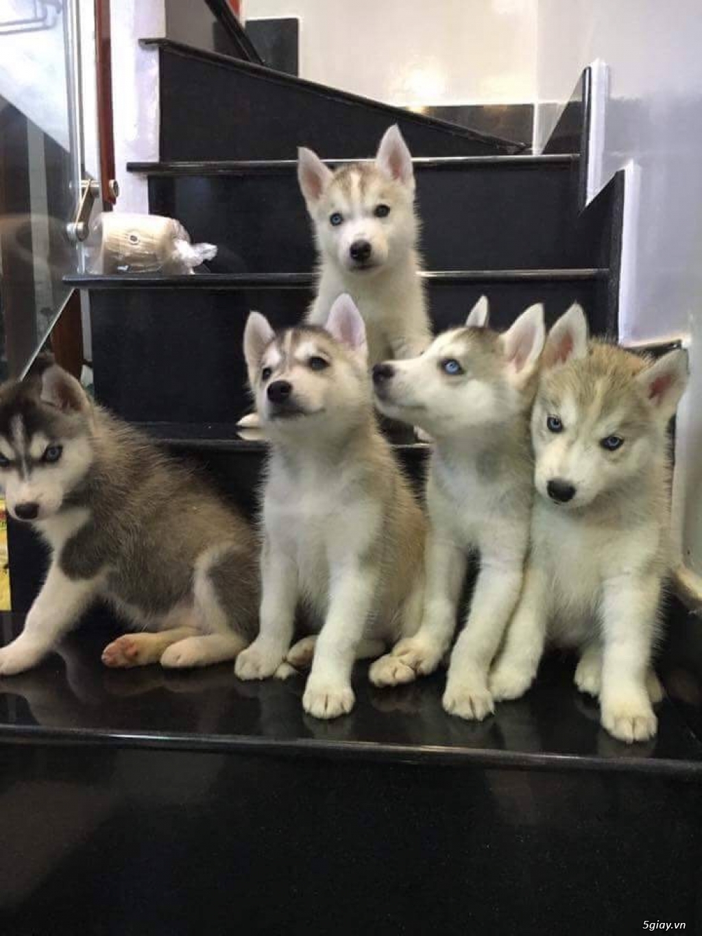 Chó Husky thuần chủng - 2