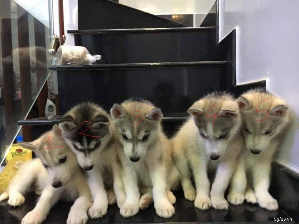 Chó Husky thuần chủng - 3