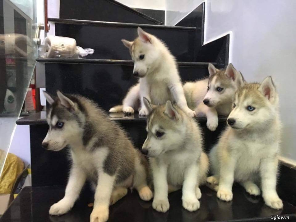 Chó Husky thuần chủng - 1