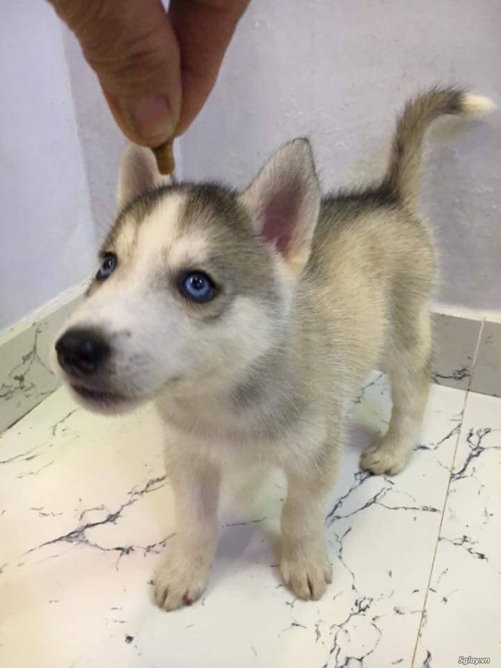 Chó Husky thuần chủng - 4