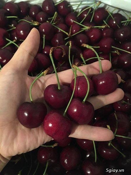 Cherry Canada - 1