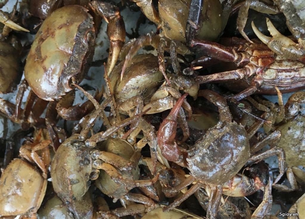 Cua Đồng Sống ĐakLak - 3