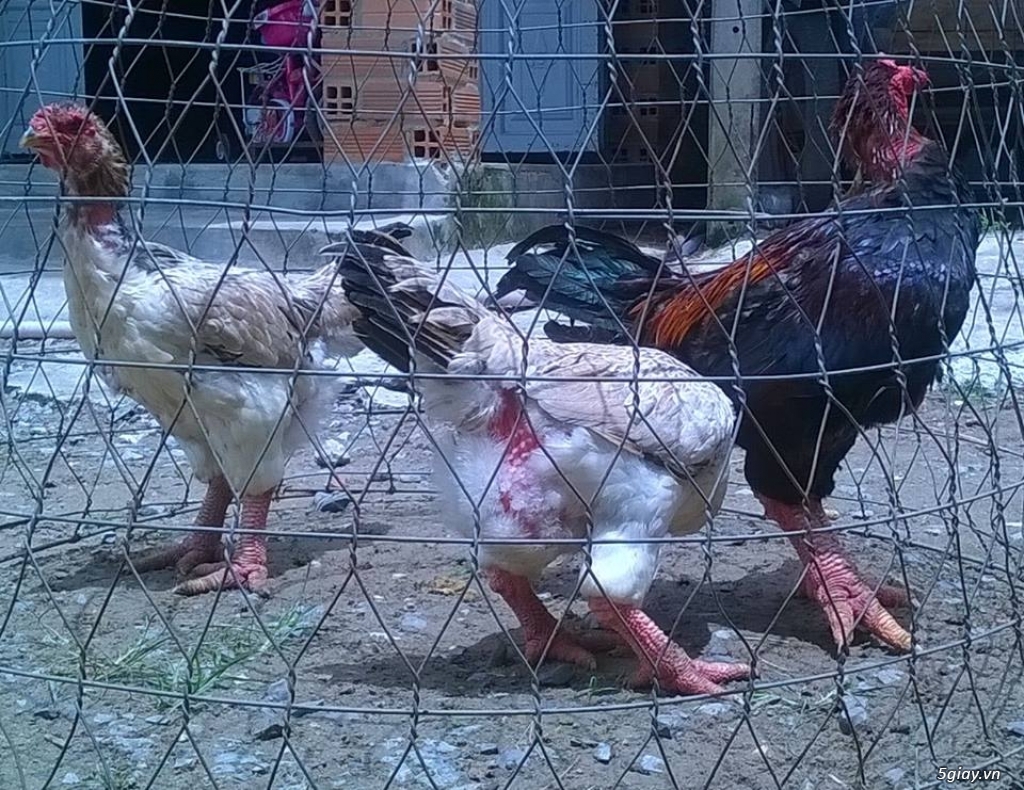 bộ gà đông tảo 02 - 5