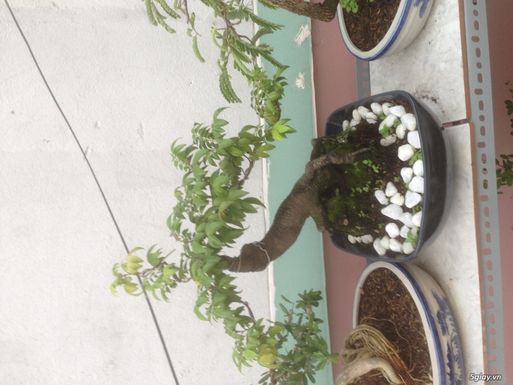 TP-HCM Cần bán vài cây khế Nhật bonsai - 1