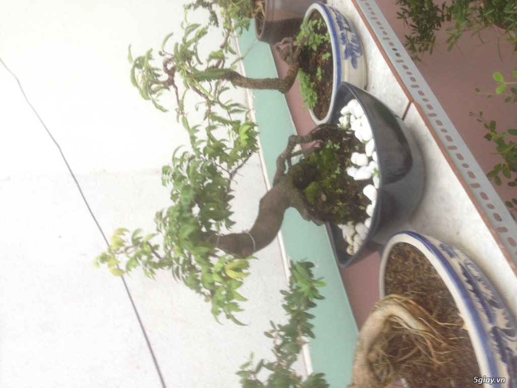 TP-HCM Cần bán vài cây khế Nhật bonsai