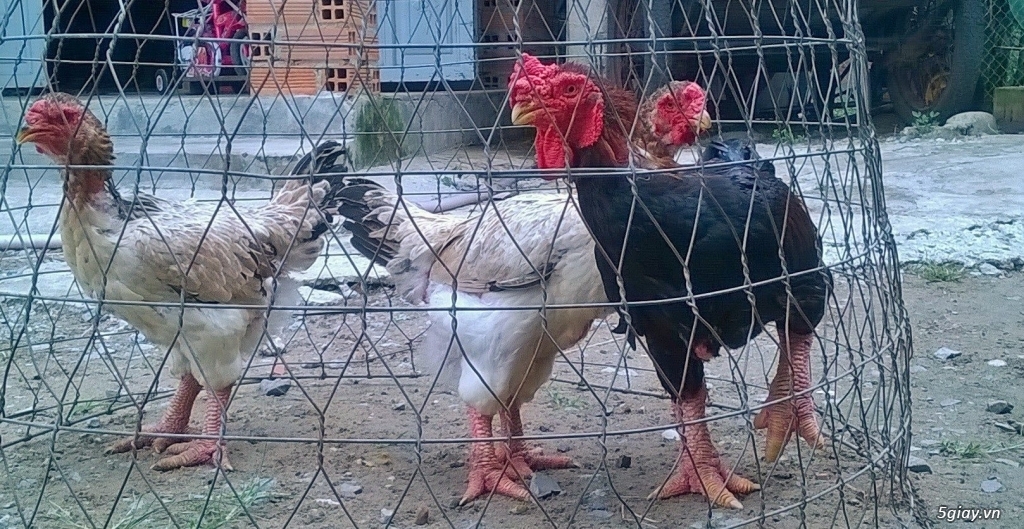 bộ gà đông tảo 02 - 4
