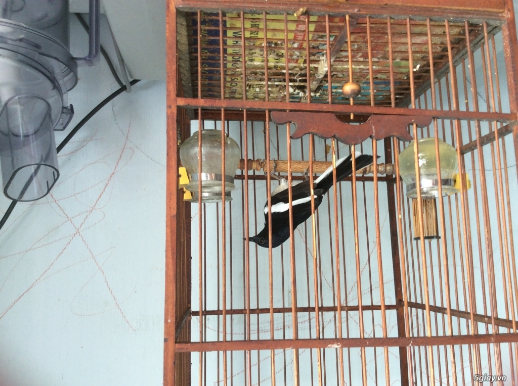 chim Thanh lý - 3