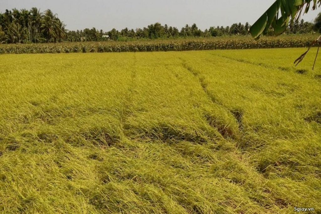 bán đất gần chợ Bình Chánh,sổ hồng riêng