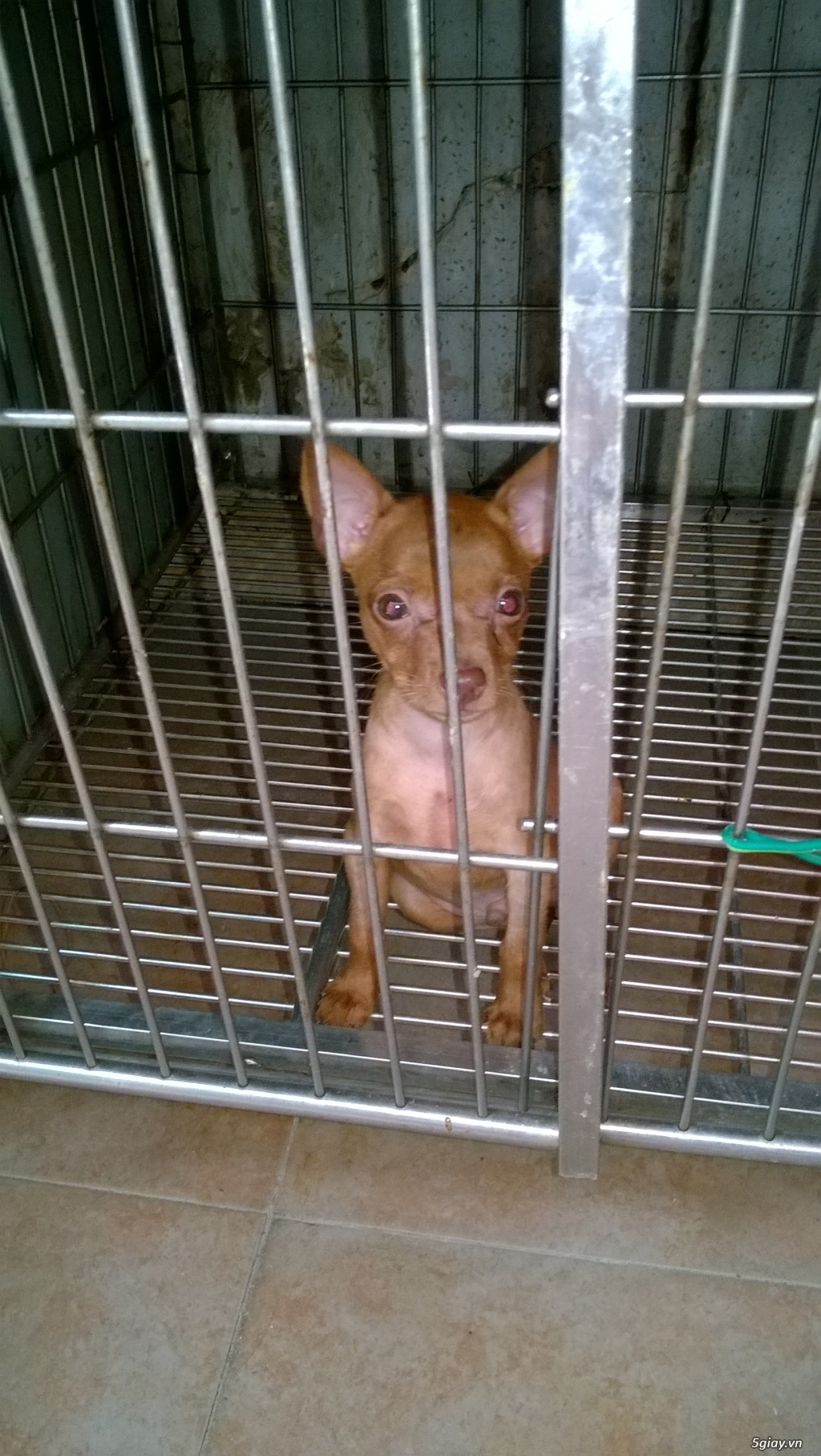 phoc hươu vàng đỏ cần chủ mới