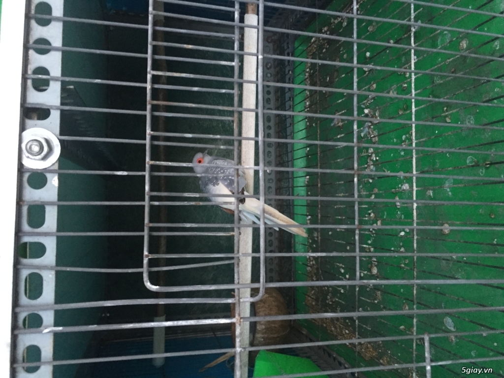 Chim Cu Hà Lan Diamon Dove