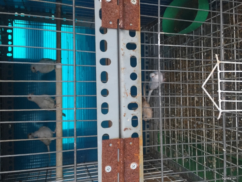 Chim Cu Hà Lan Diamon Dove - 1