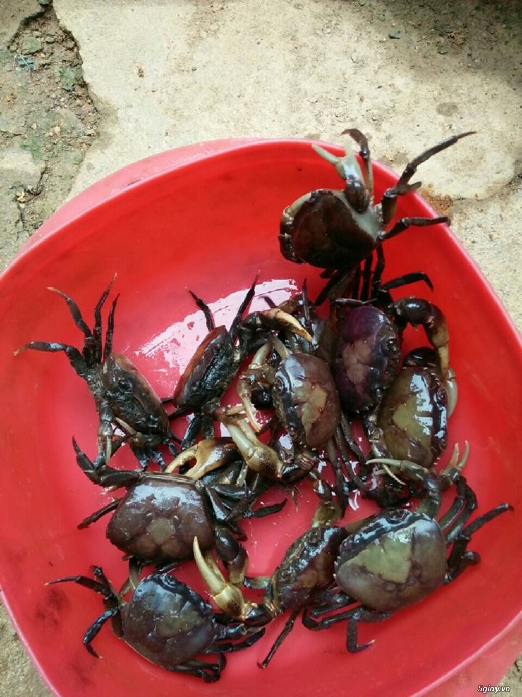 Cua Đồng DakLak Tươi Sống Tự Nhiên - 3